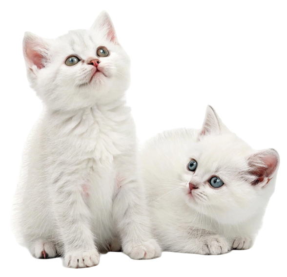 white cats