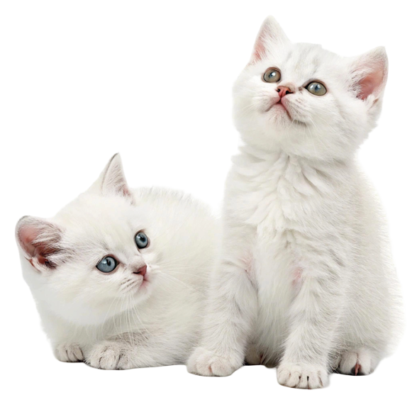cat3